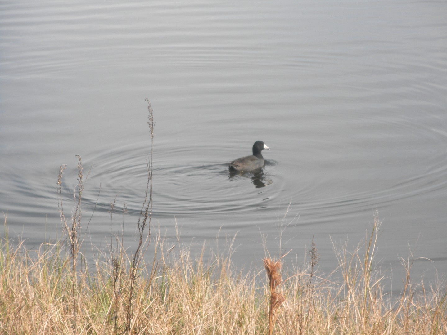 American Coot