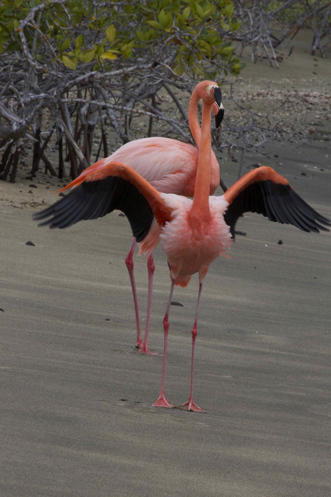American Flamingo
