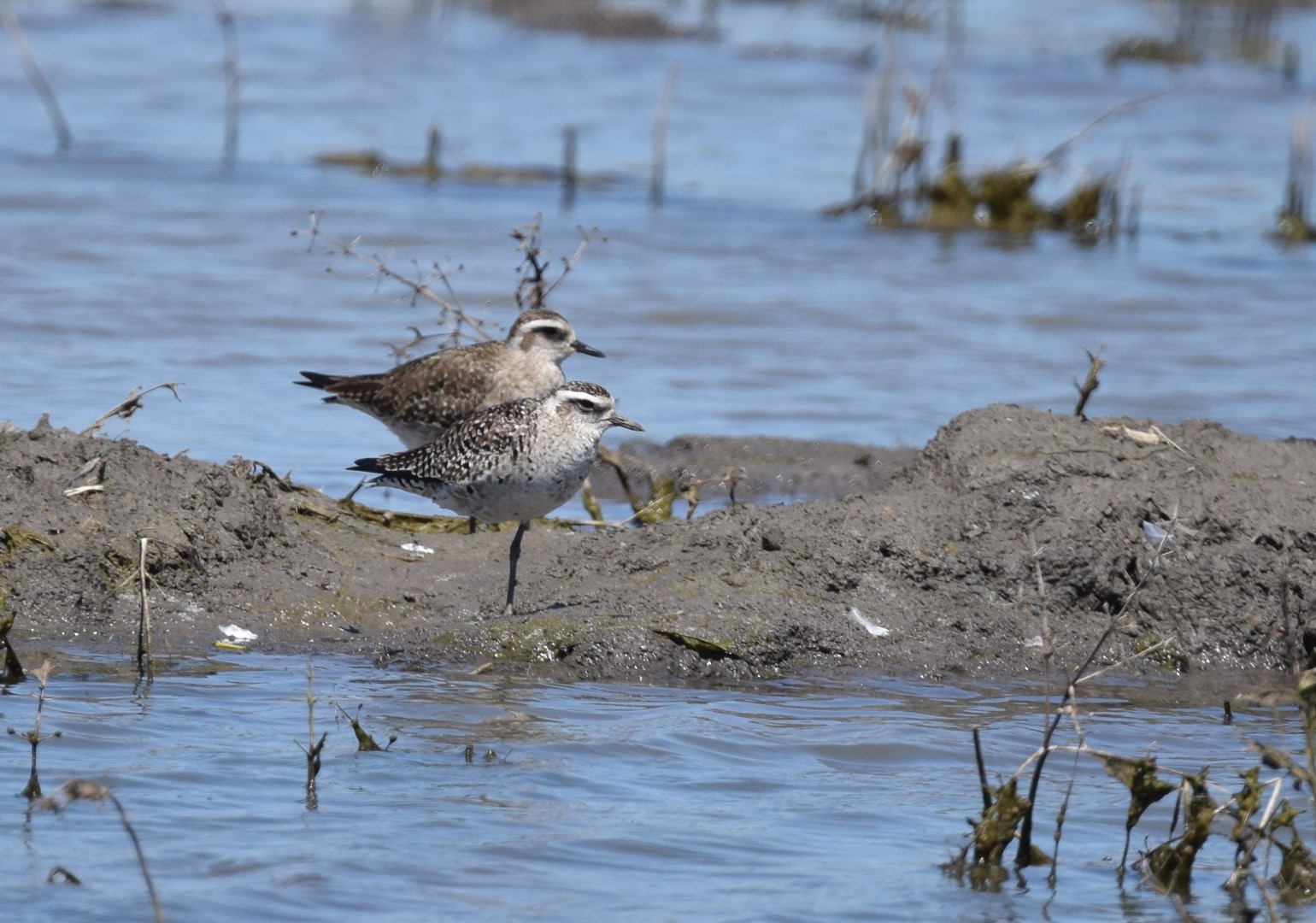 American Golden Plover