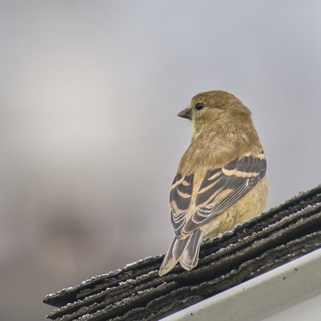 American Goldfinch