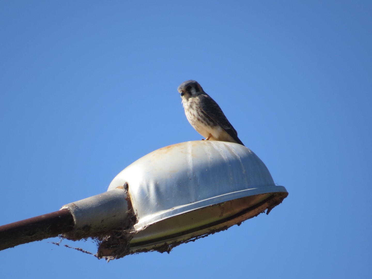 American Kestrel