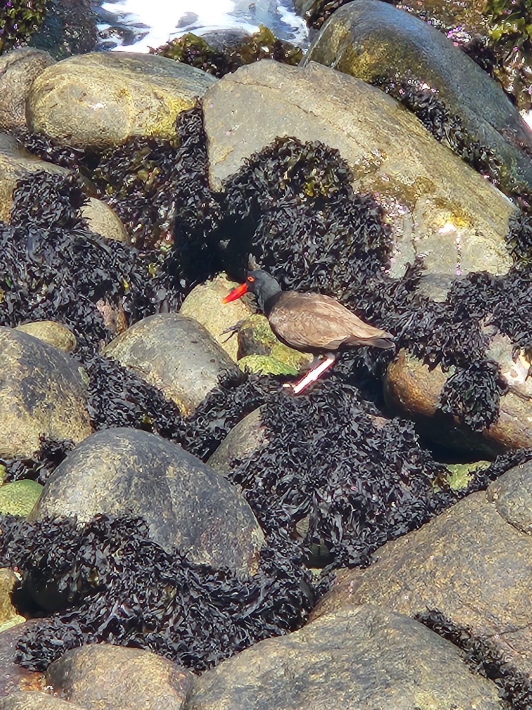 American Oystercatcher