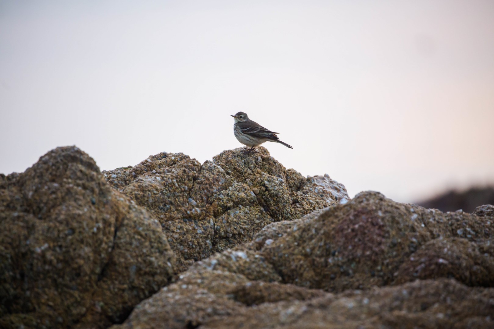 American Pipit