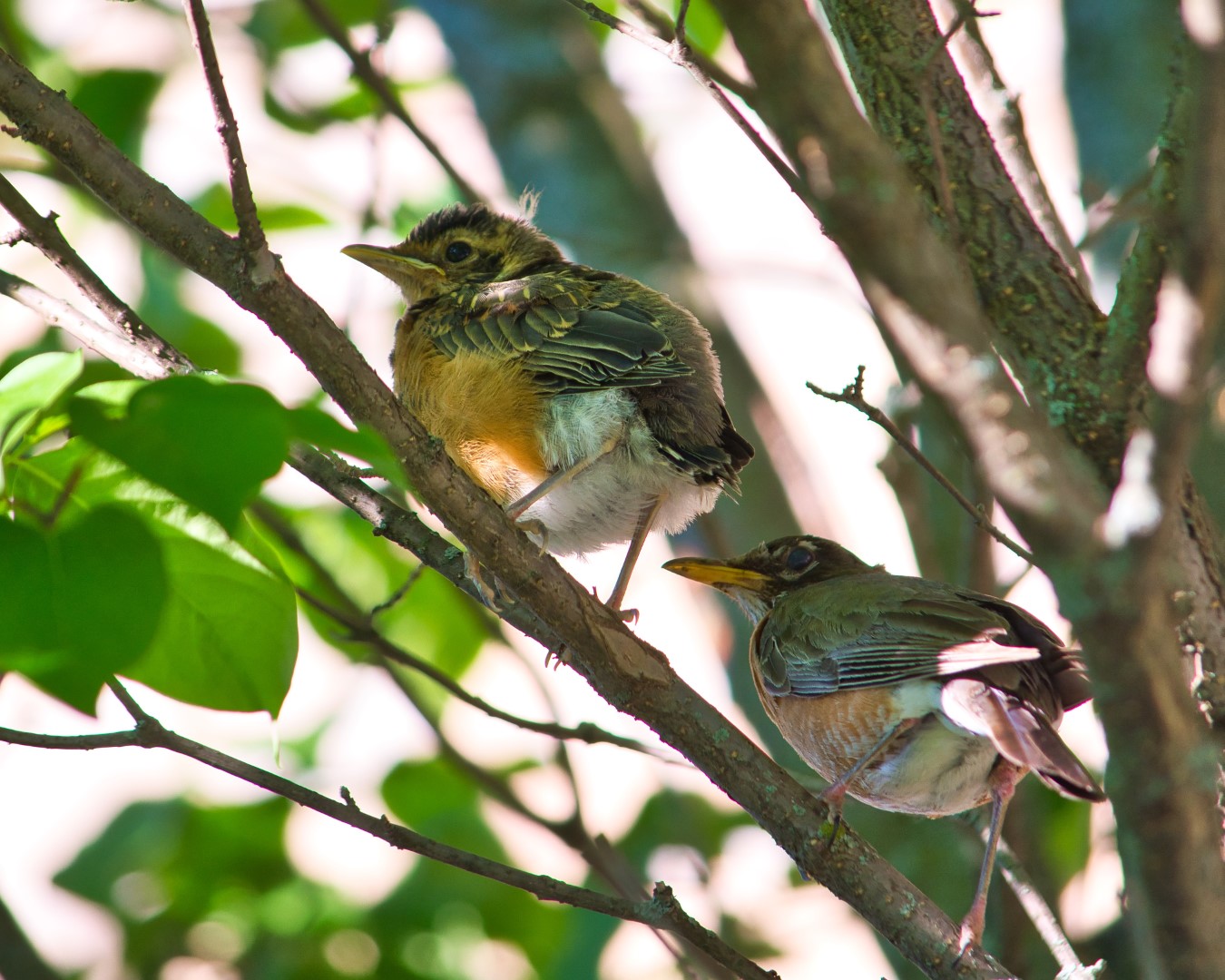 American Robin