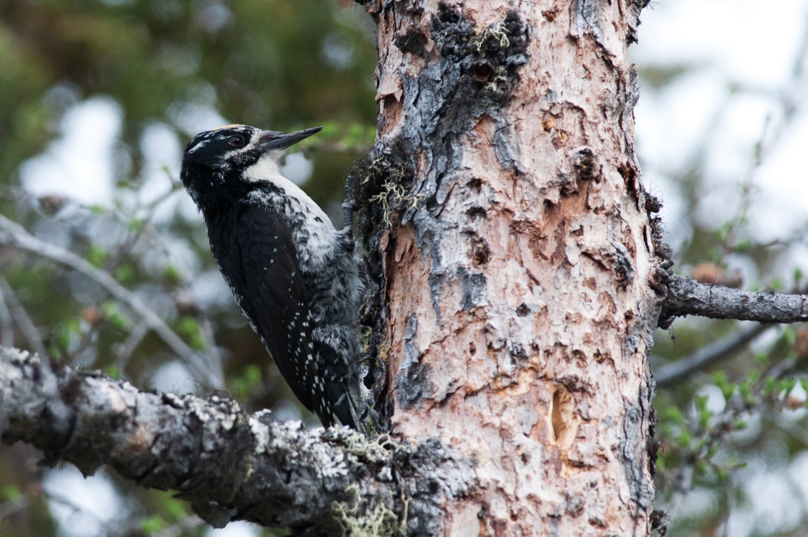 American Three-toed Woodpecker