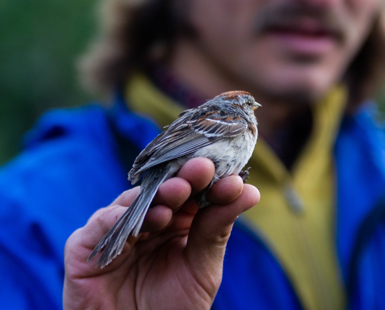 American Tree Sparrow
