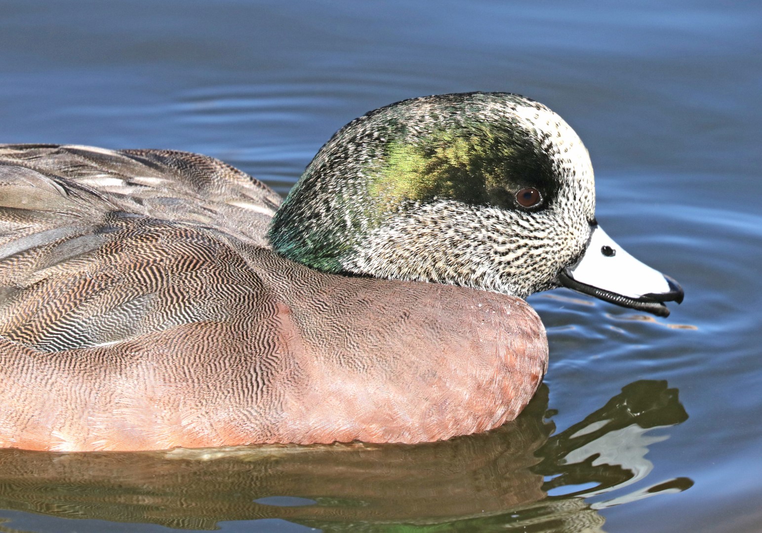 American Wigeon