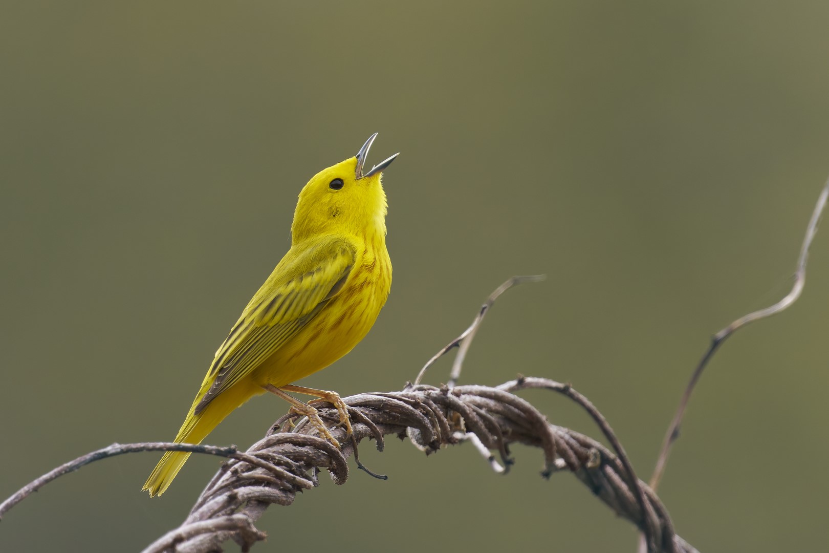 American Yellow Warbler