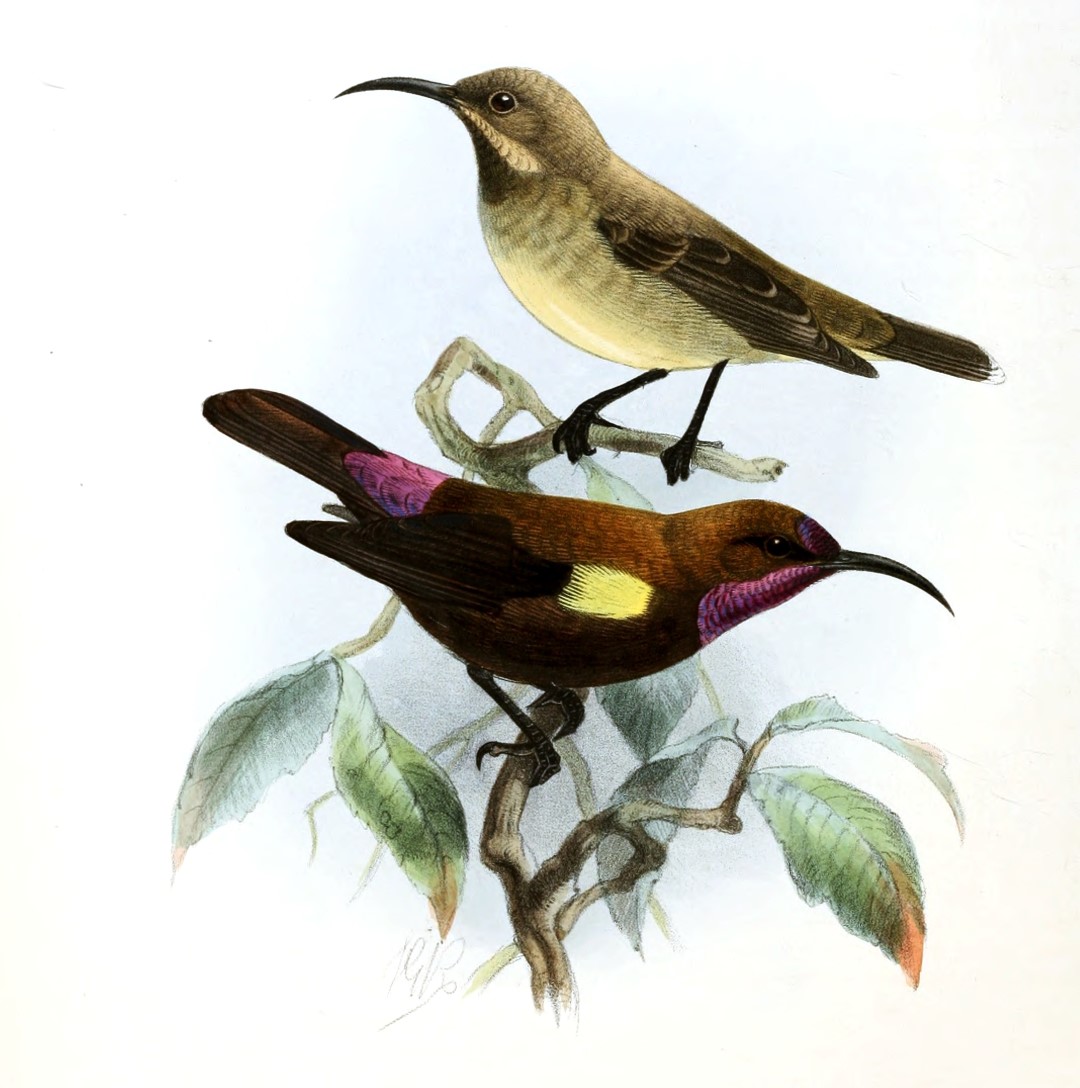 Amethyst Sunbird