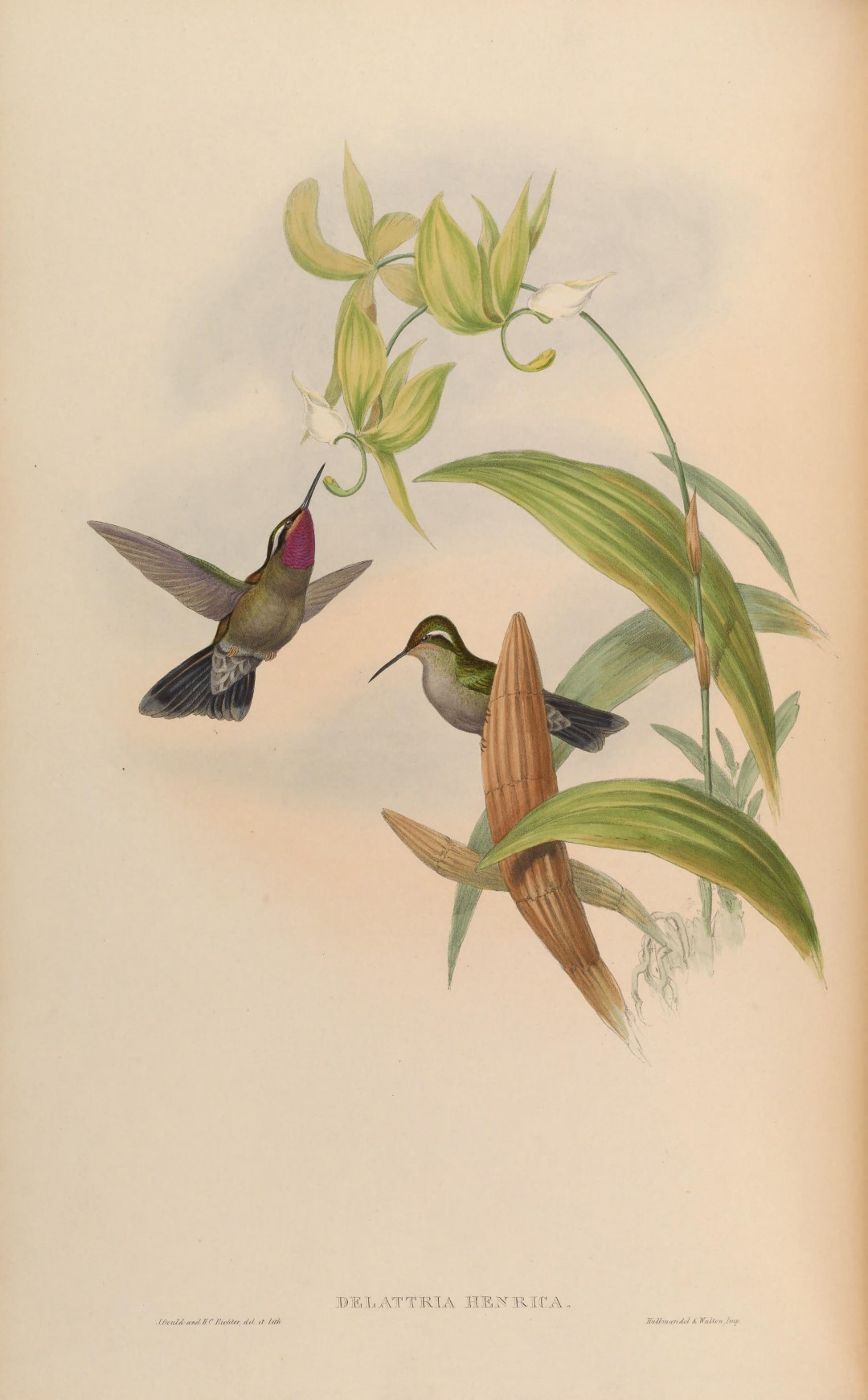 Amethyst-throated Hummingbird