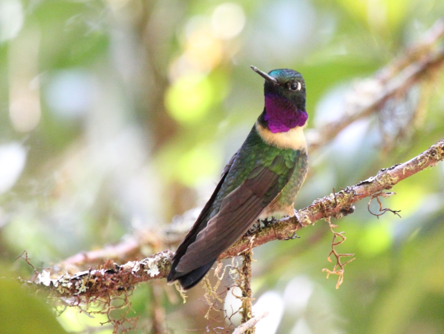 Amethyst-throated Sunangel