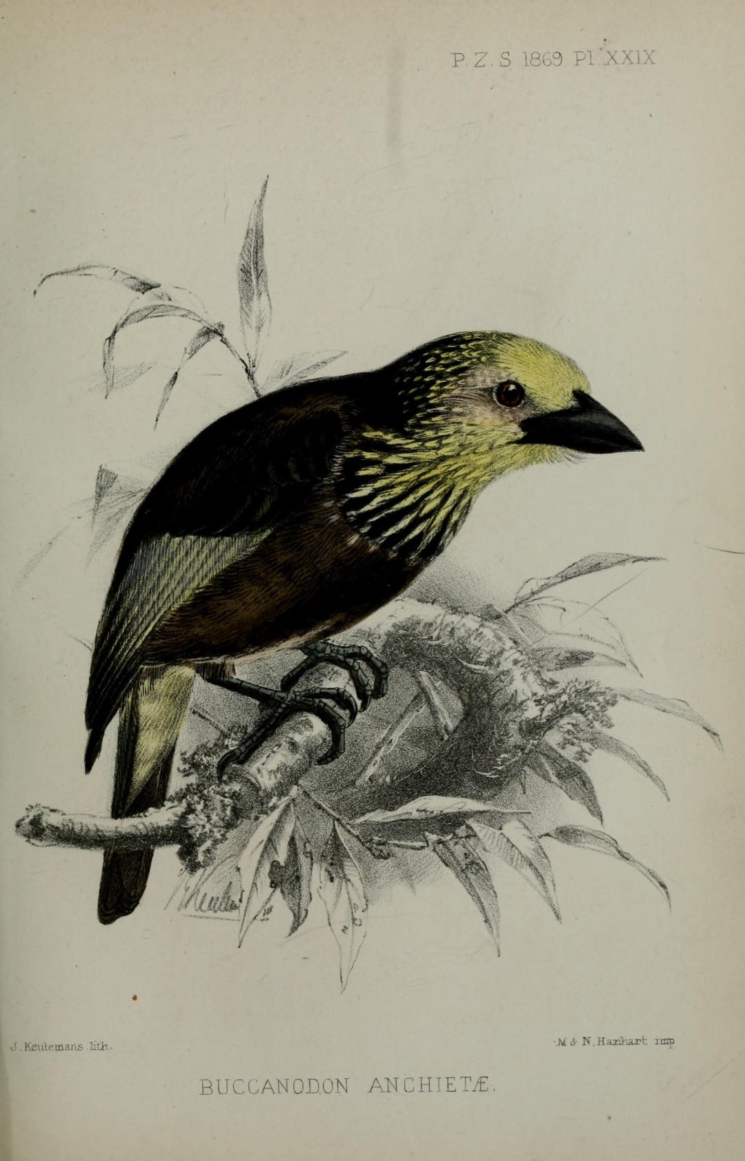 Anchieta's Barbet
