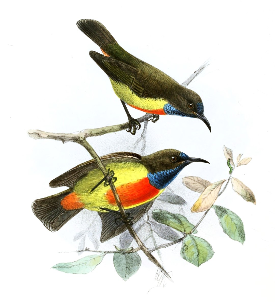 Anchieta's Sunbird