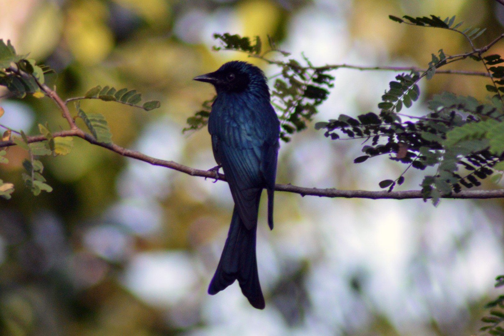 Andaman Drongo