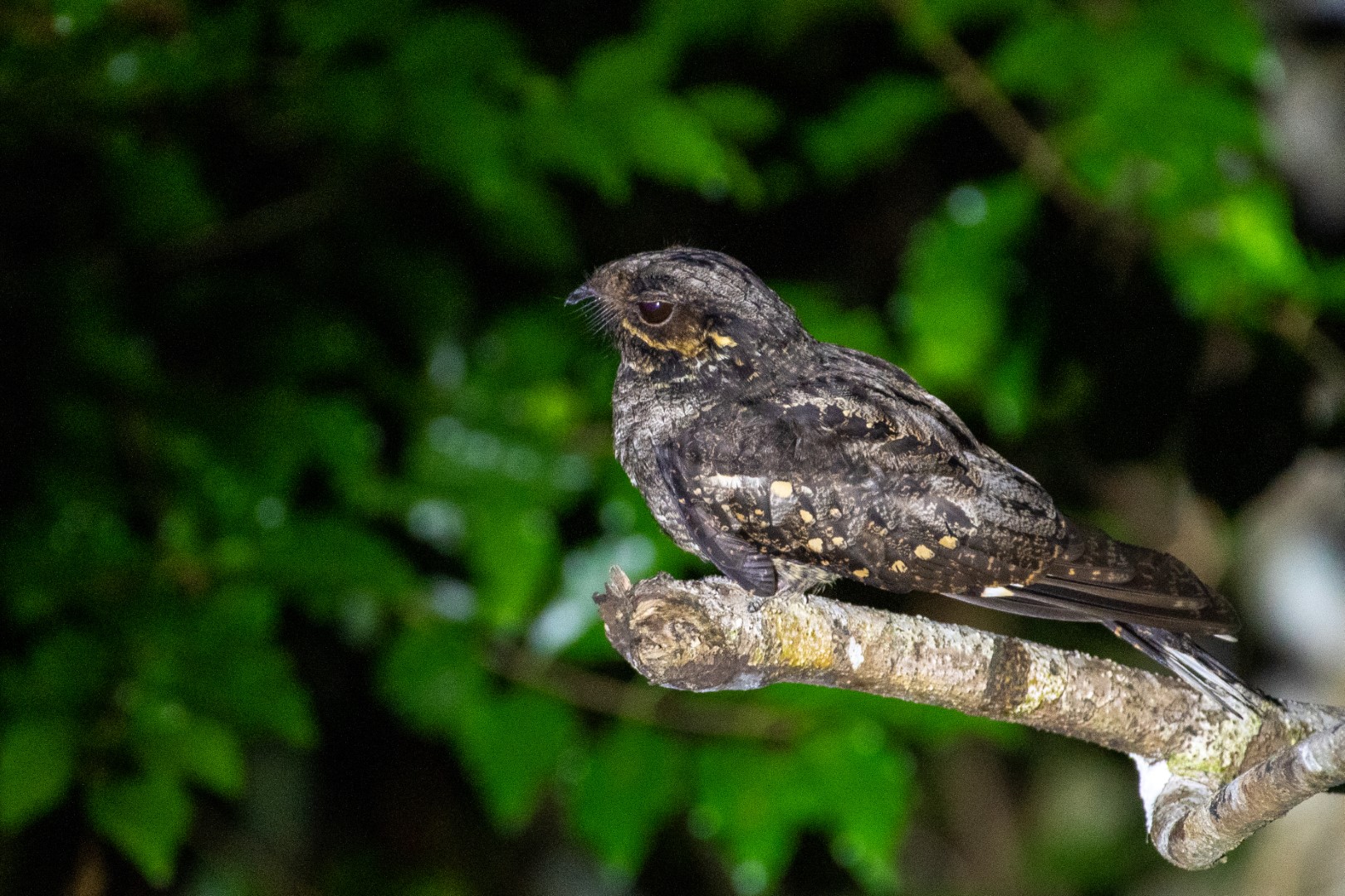 Andaman Nightjar