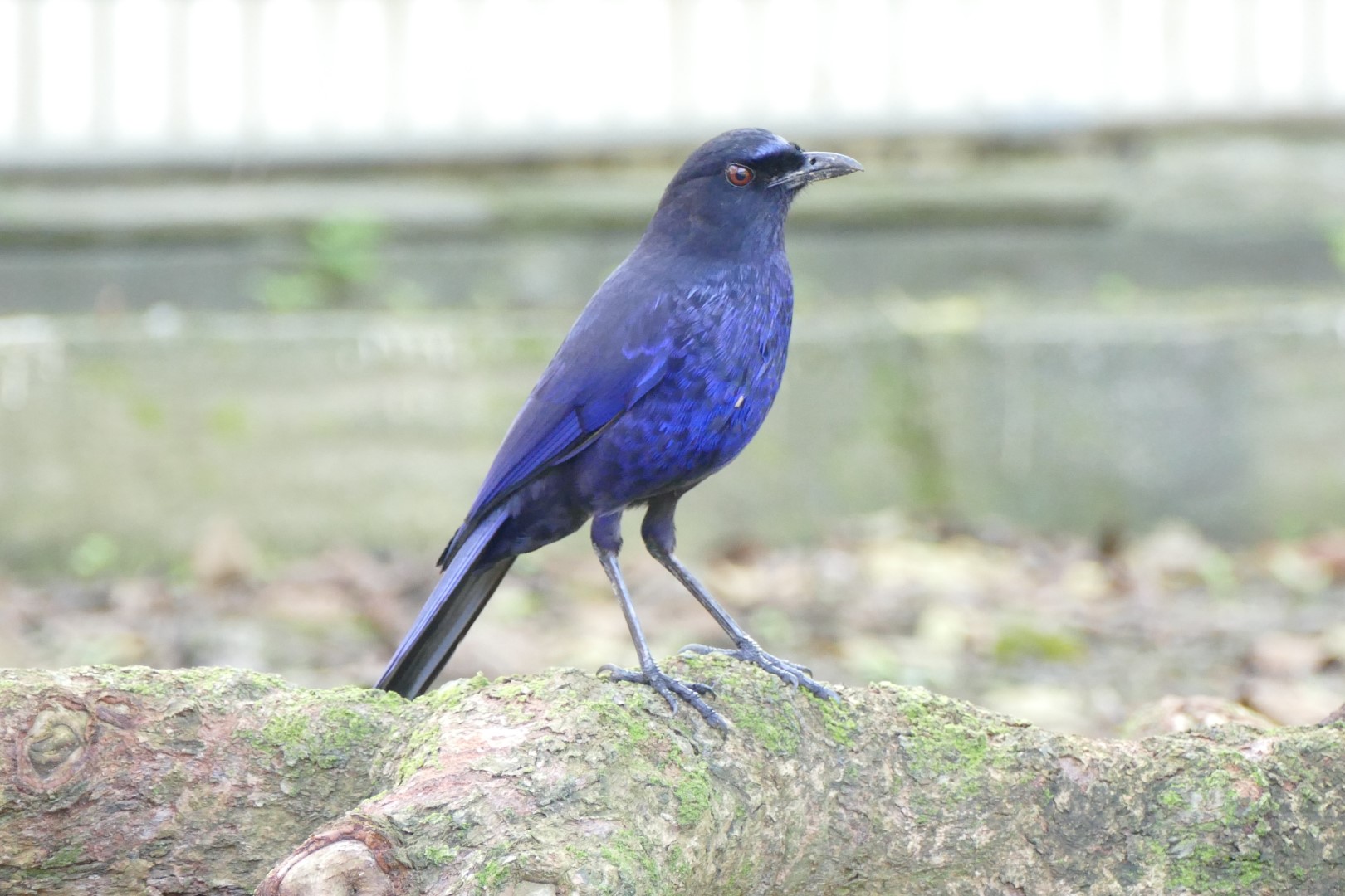 Andaman Whistling Thrush