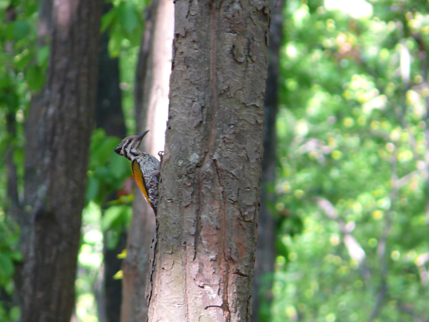 Andaman Woodpecker