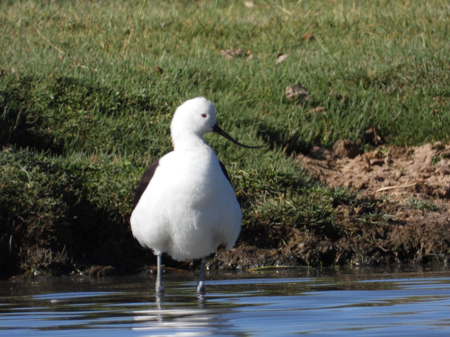 Andean Avocet
