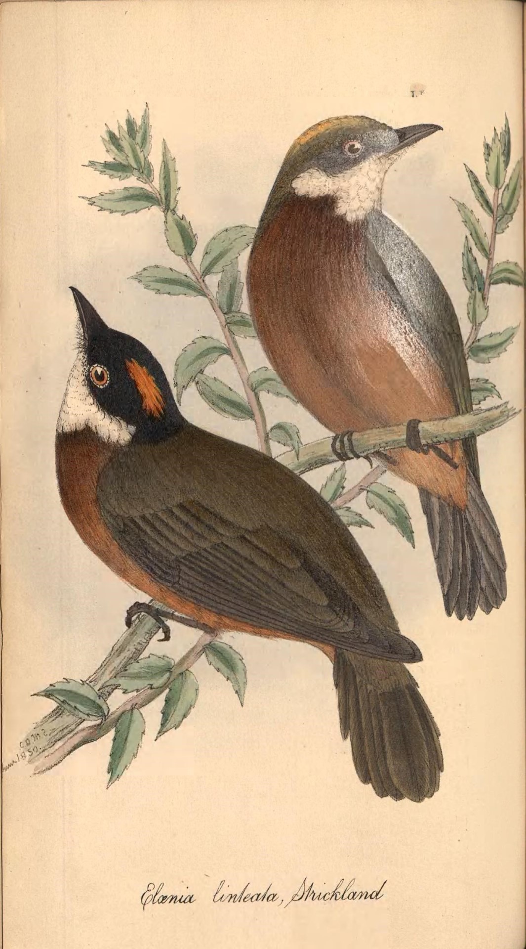 Andean Cock-of-the-rock