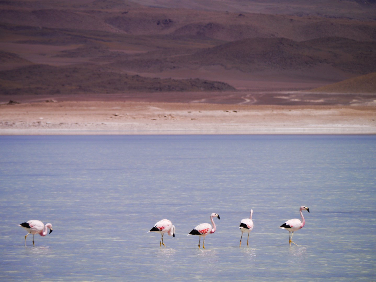 Andean flamingo