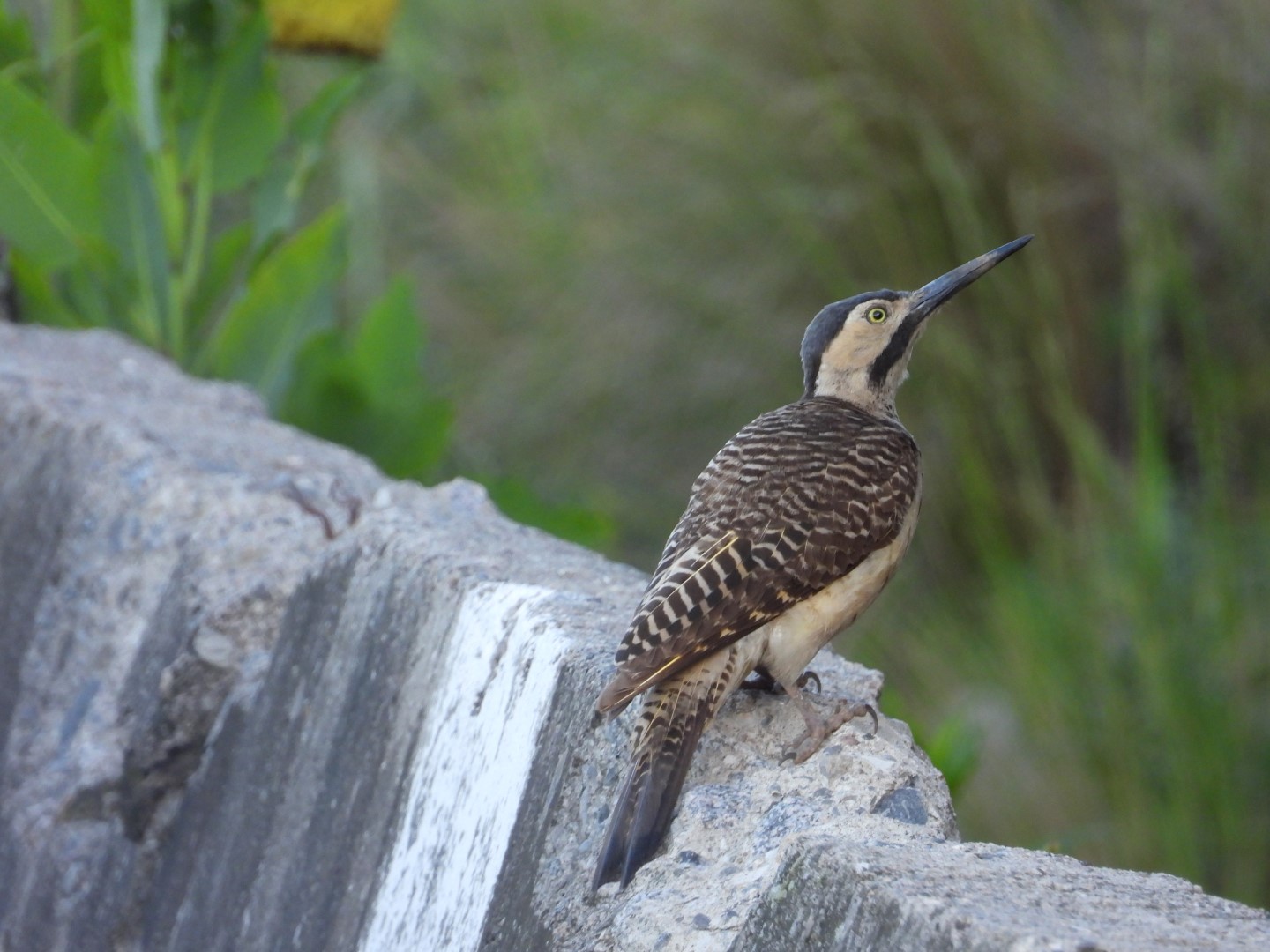 Andean Flicker
