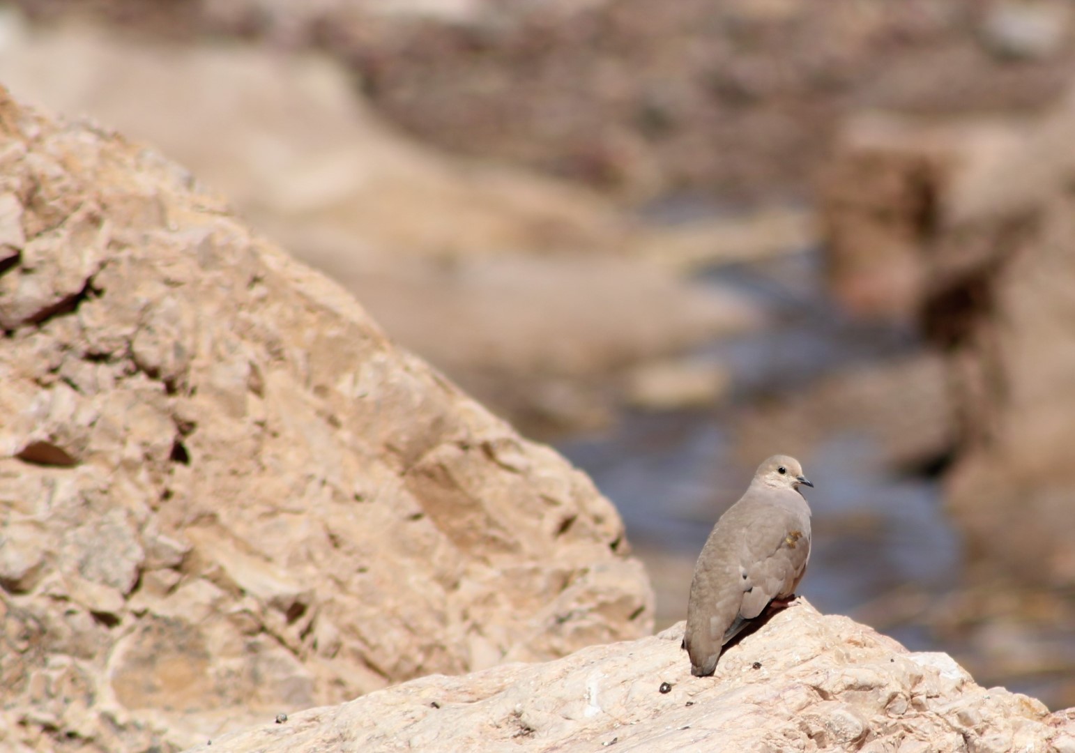 Andean Metaltail