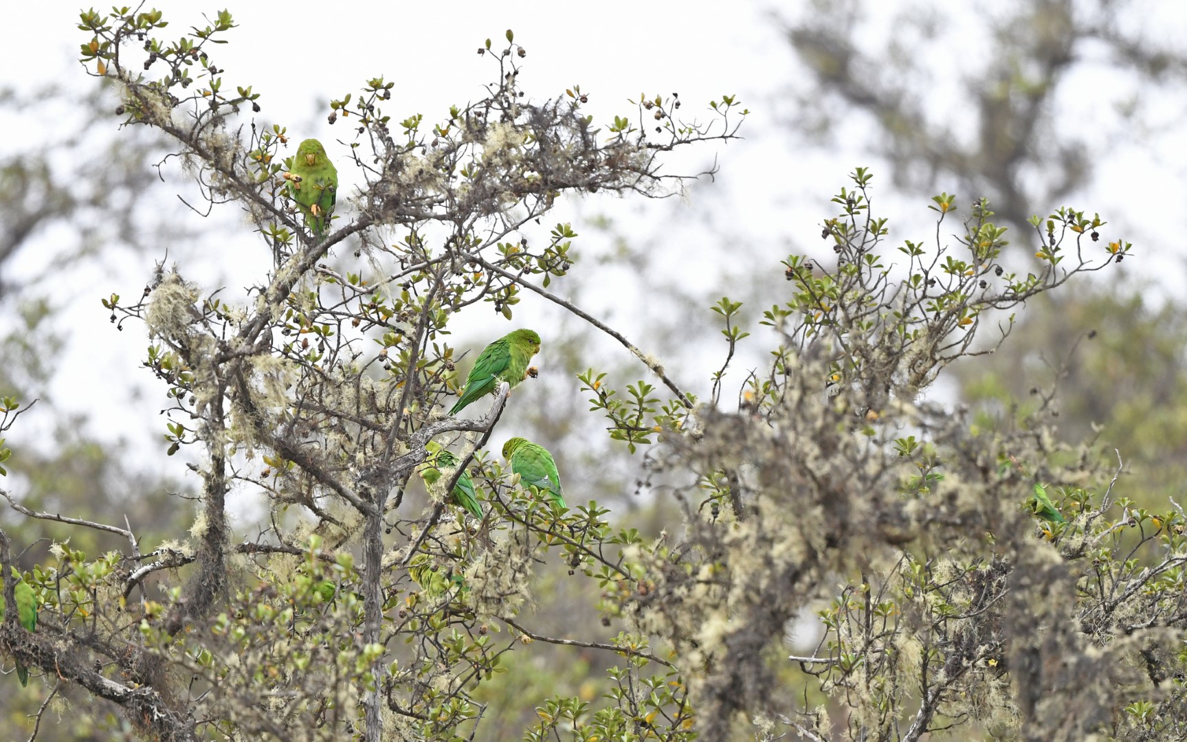 Andean Parakeet