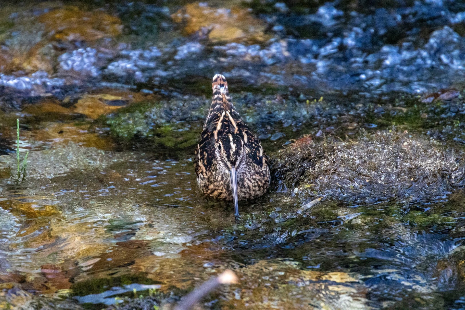 Andean Snipe