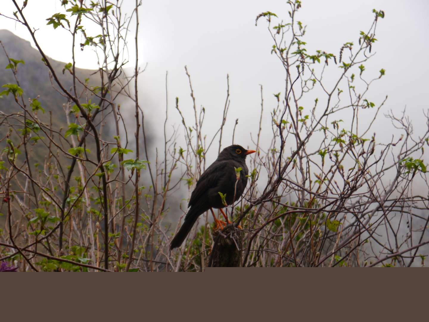 Andean Solitaire