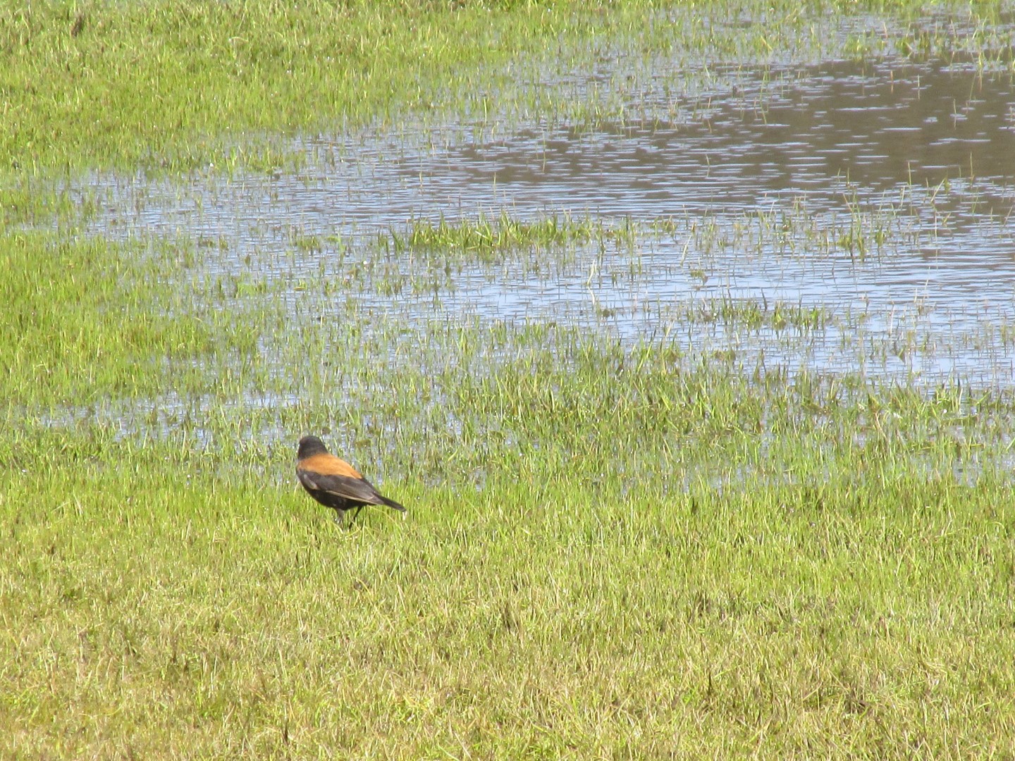 Andean Tapaculo