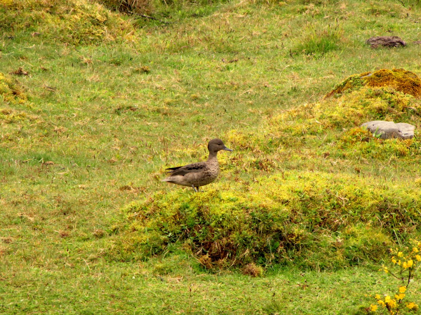 Andean Teal