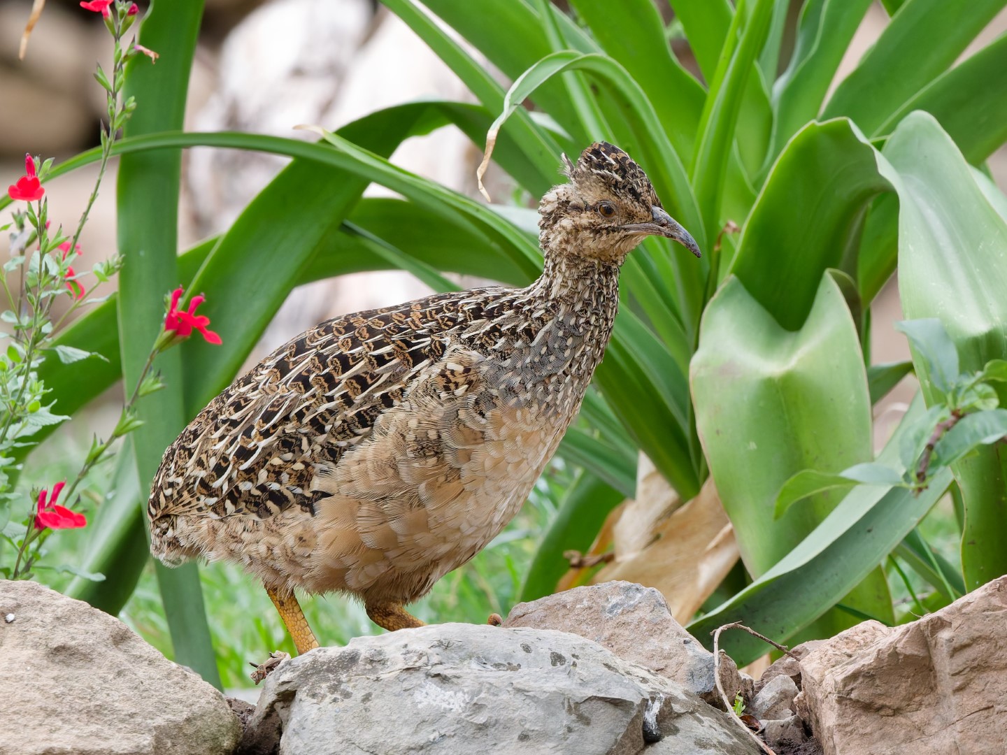 Andean Tinamou