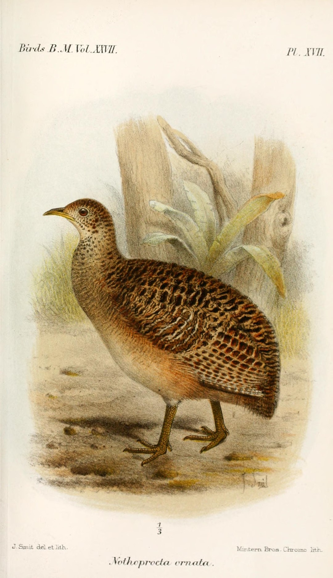 Andean Tinamou