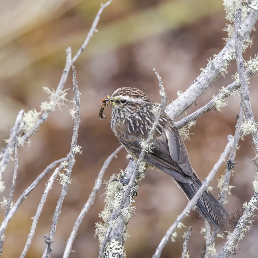 Andean Tit-Spinetail
