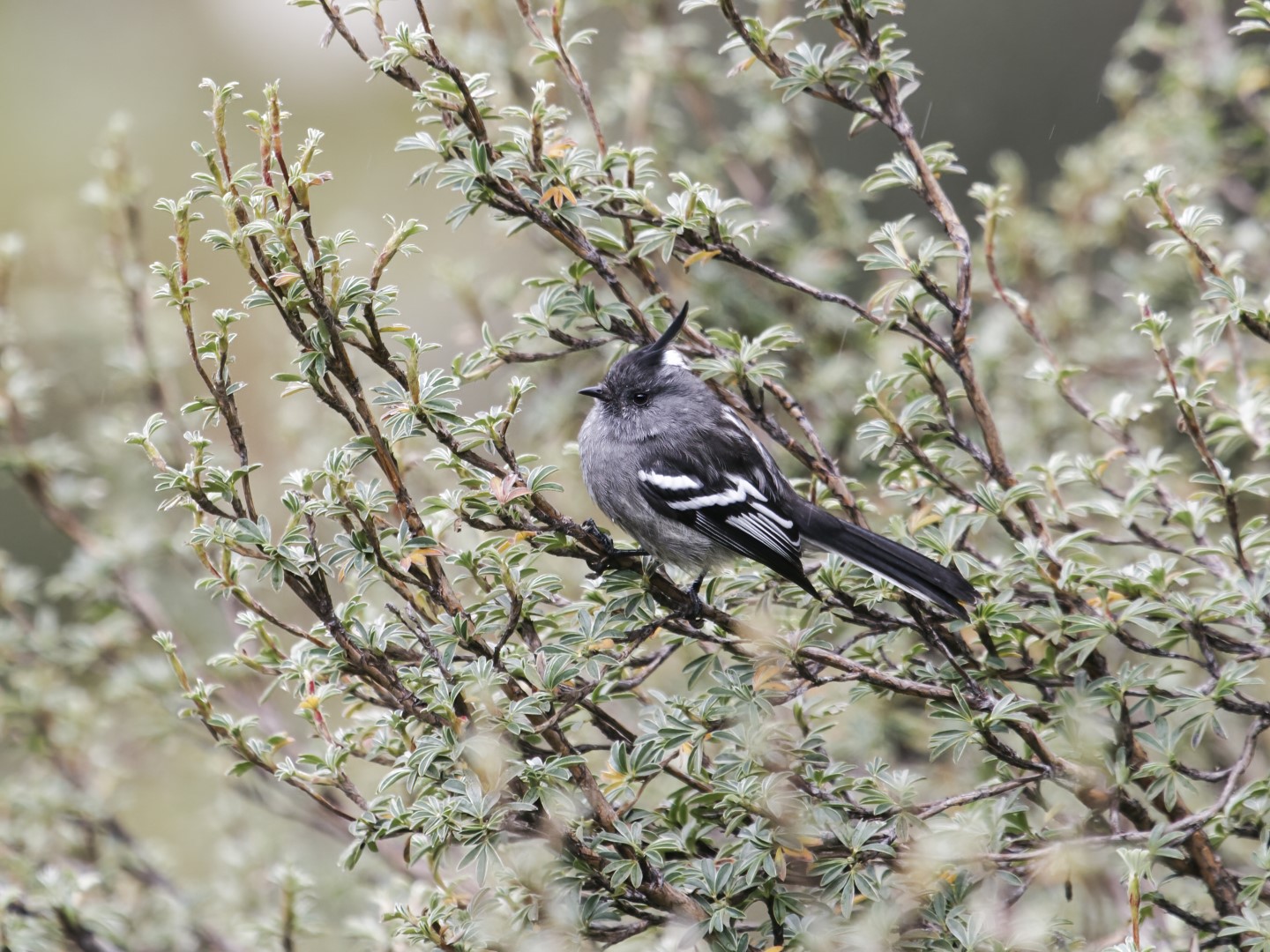 Andean Tit-Tyrant