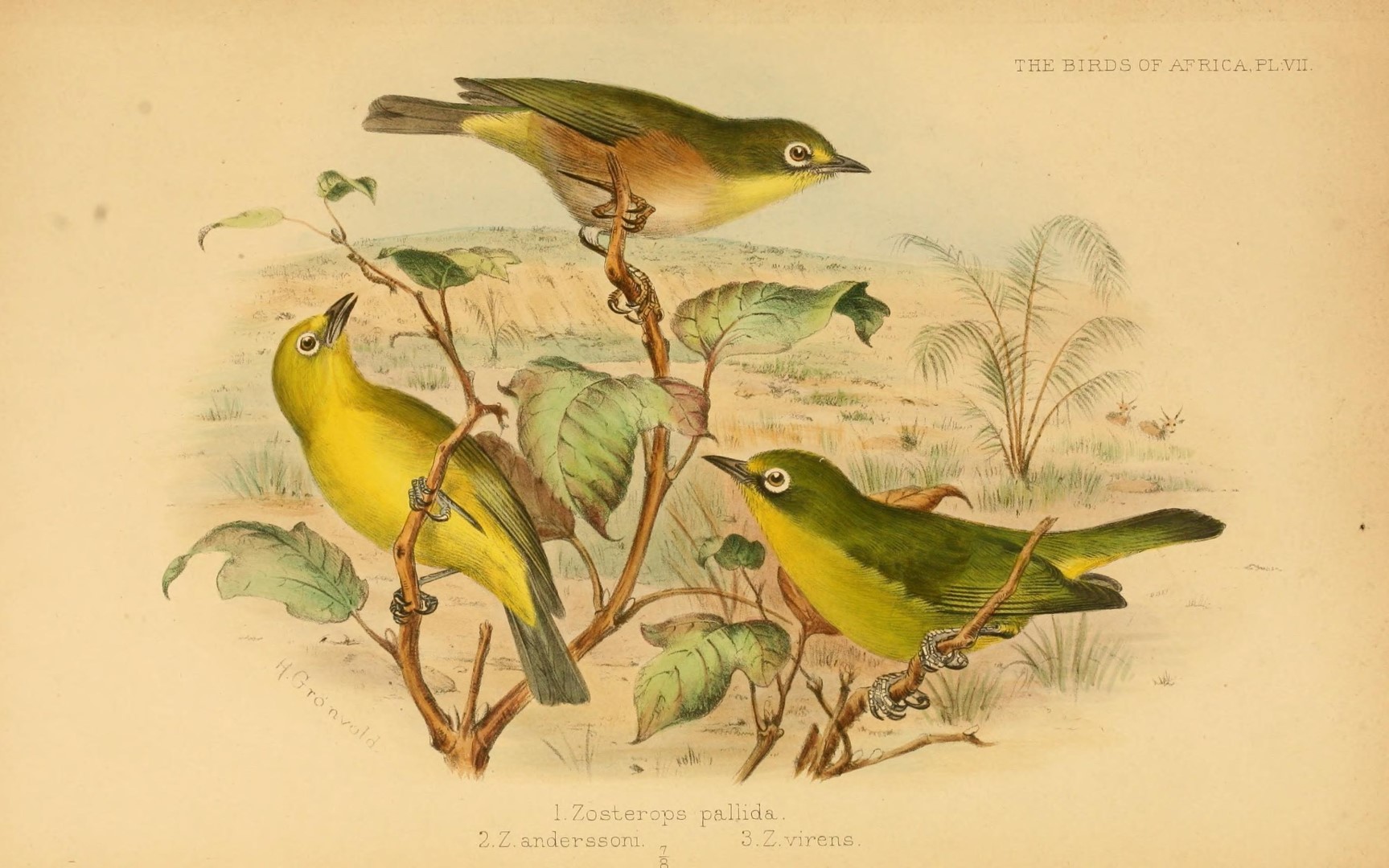 Andersson's White-eye