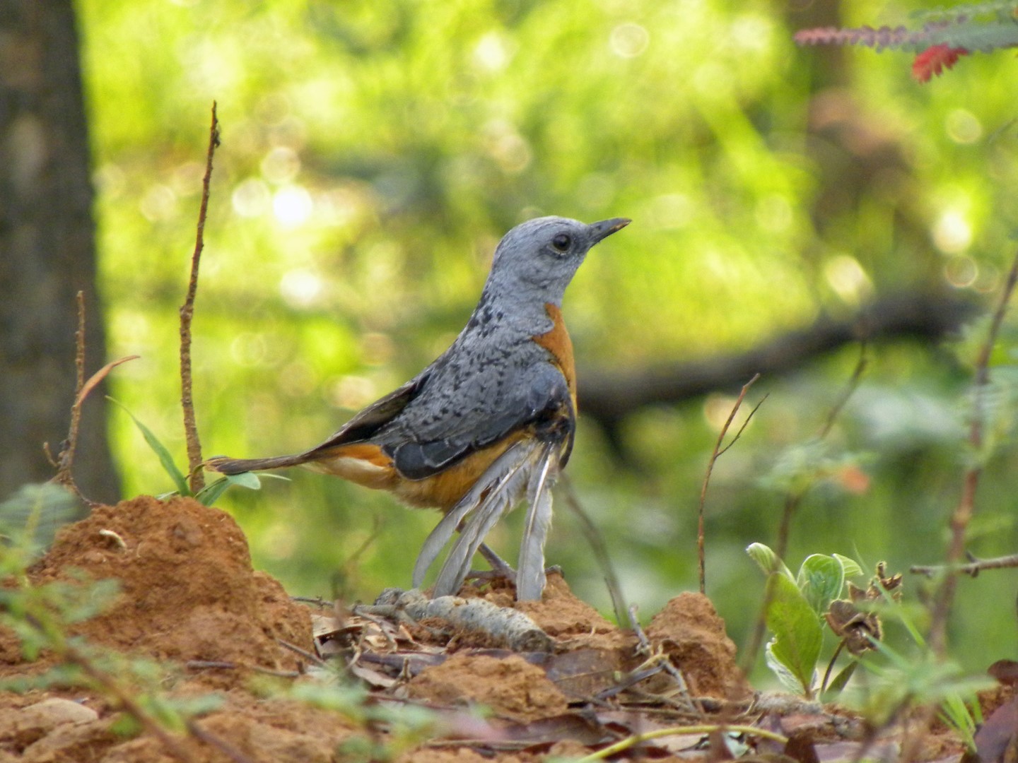 Angola Blue Rock Thrush