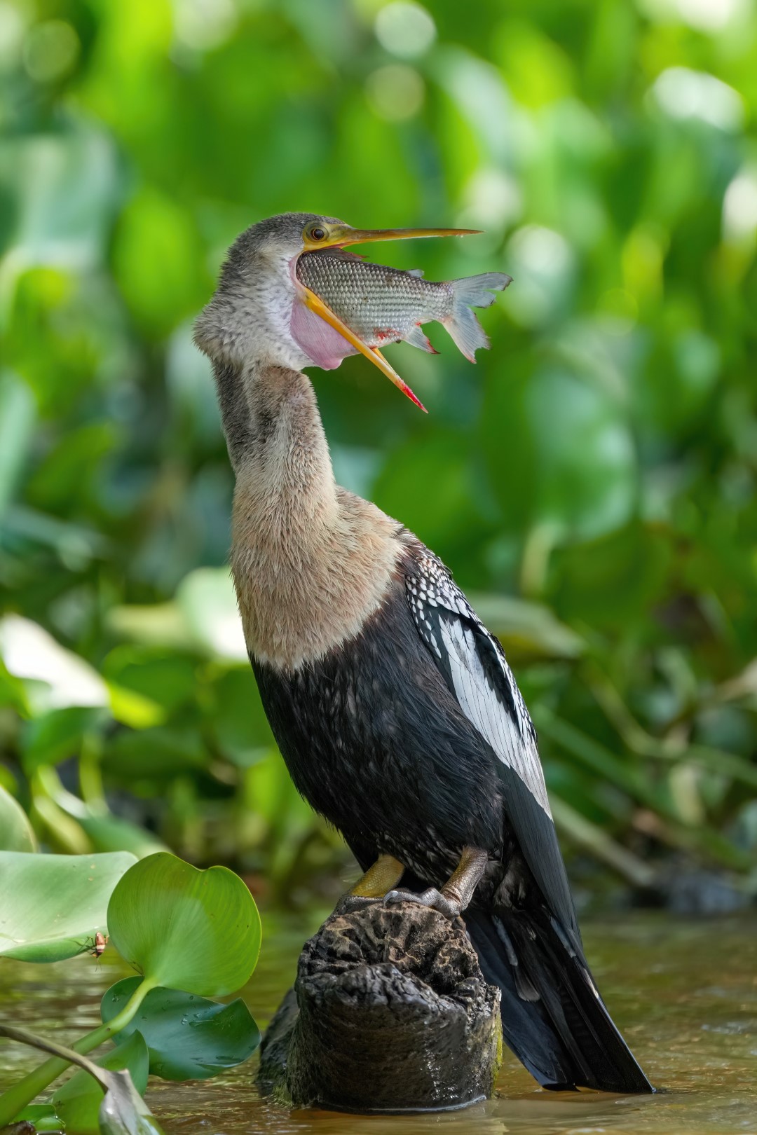 Anhinga