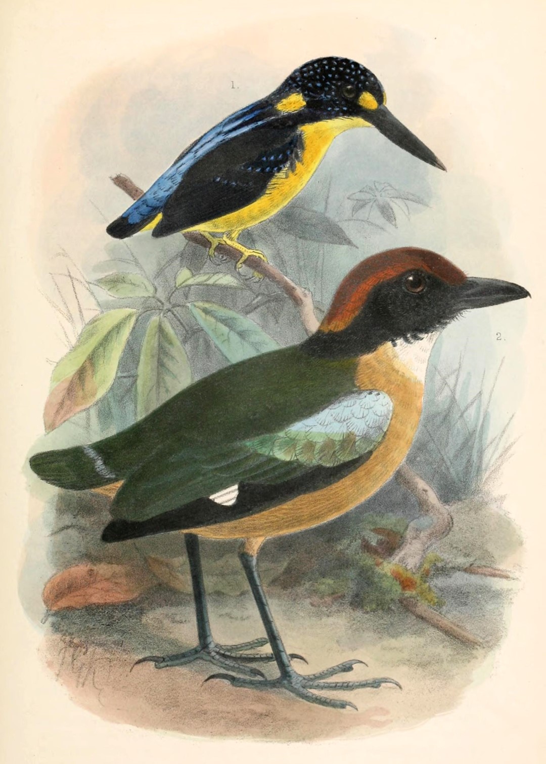Anjouan Pitta