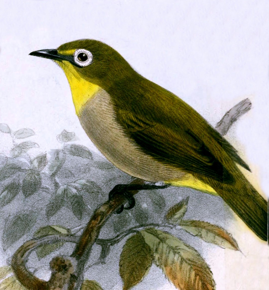 Anjouan White-eye