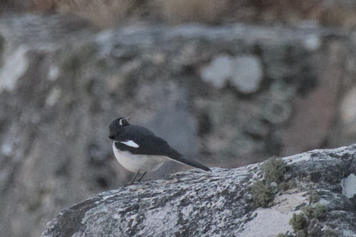Ansorge's Ground Thrush