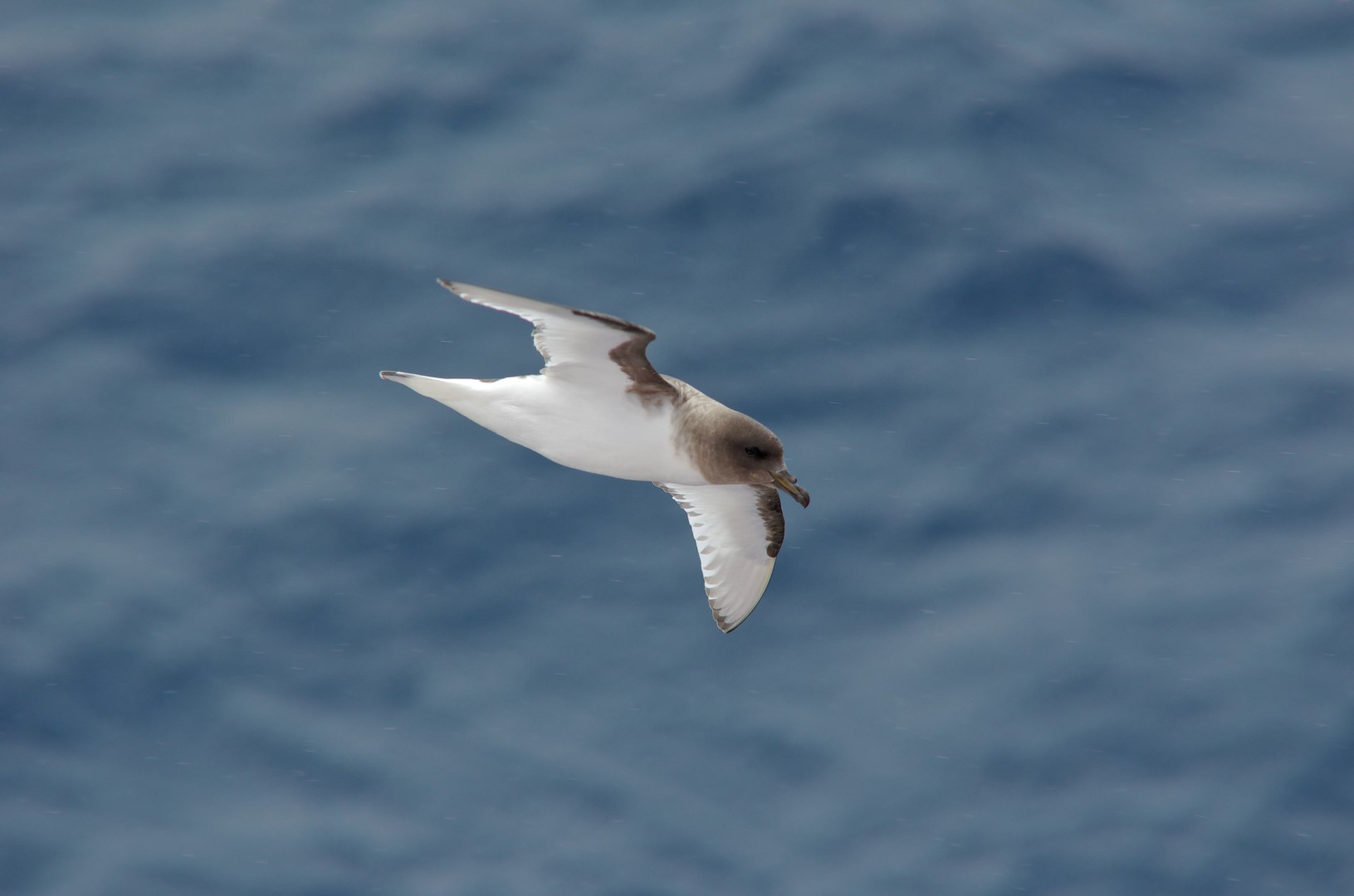 Antarctic Petrel