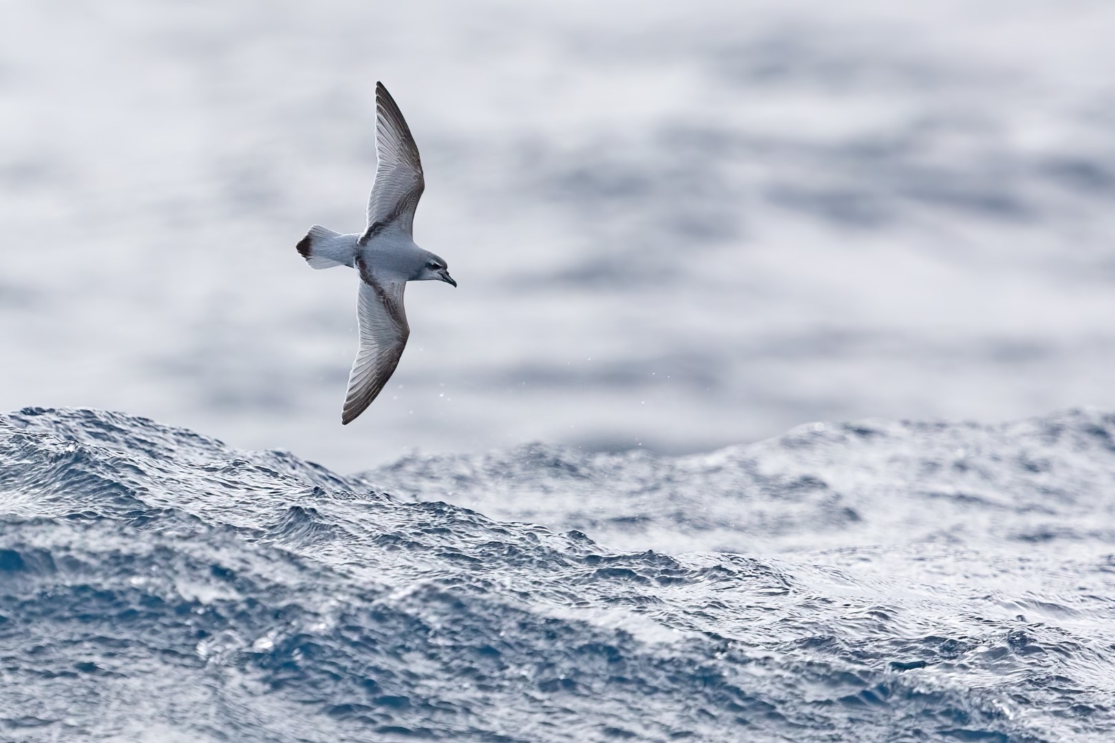 Antarctic Prion