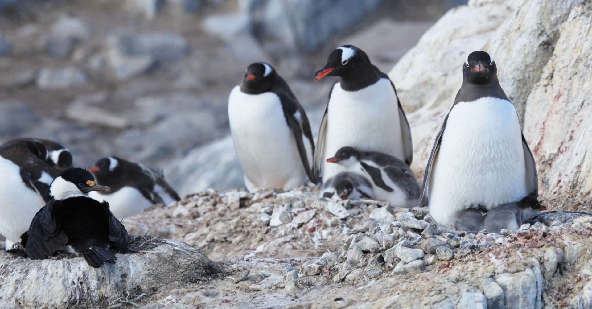 Antarctic Shag