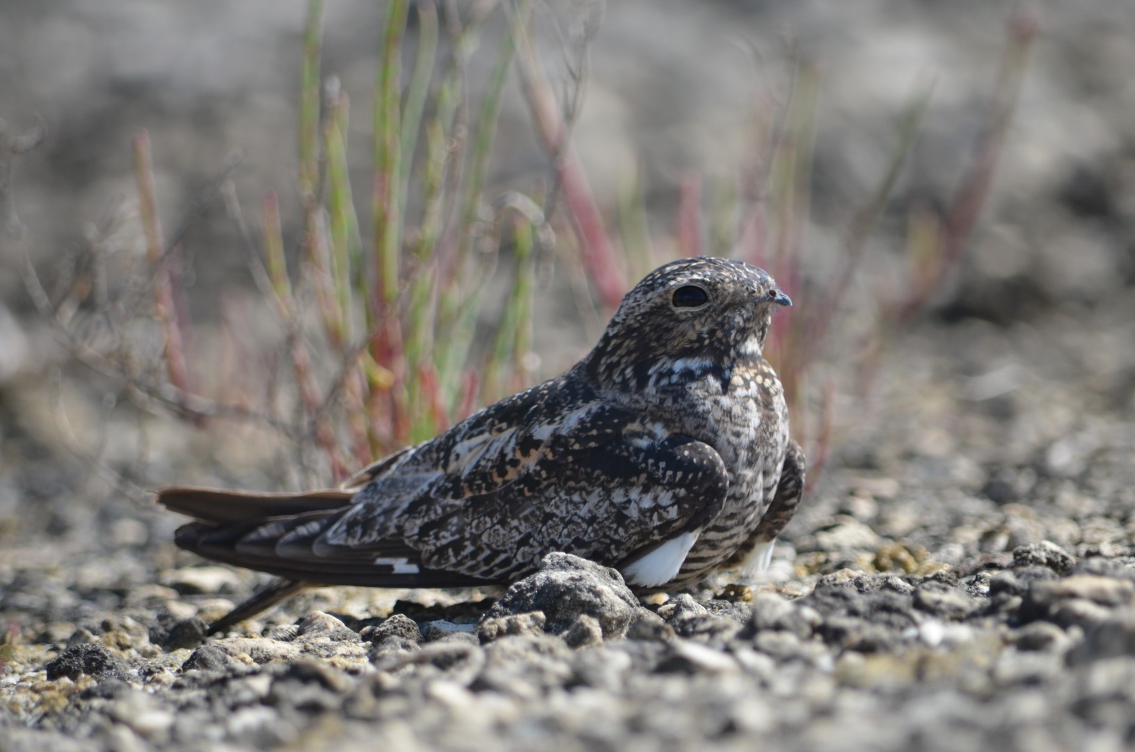 Antillean Nighthawk