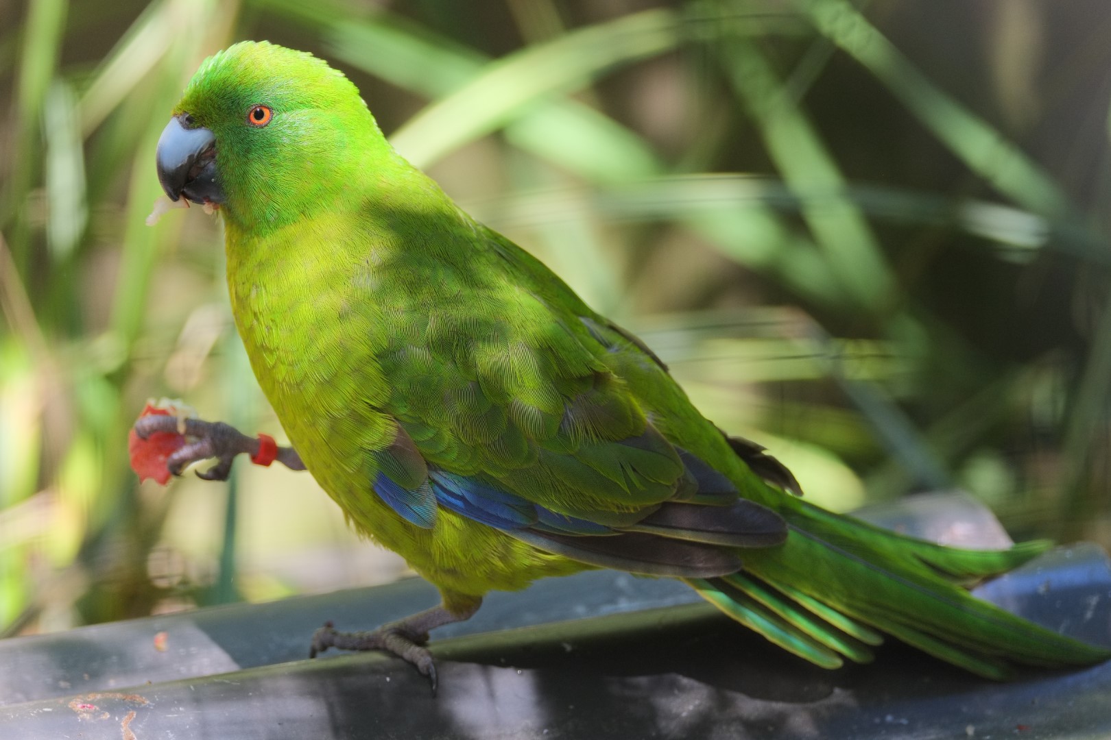 Antipodes parakeet