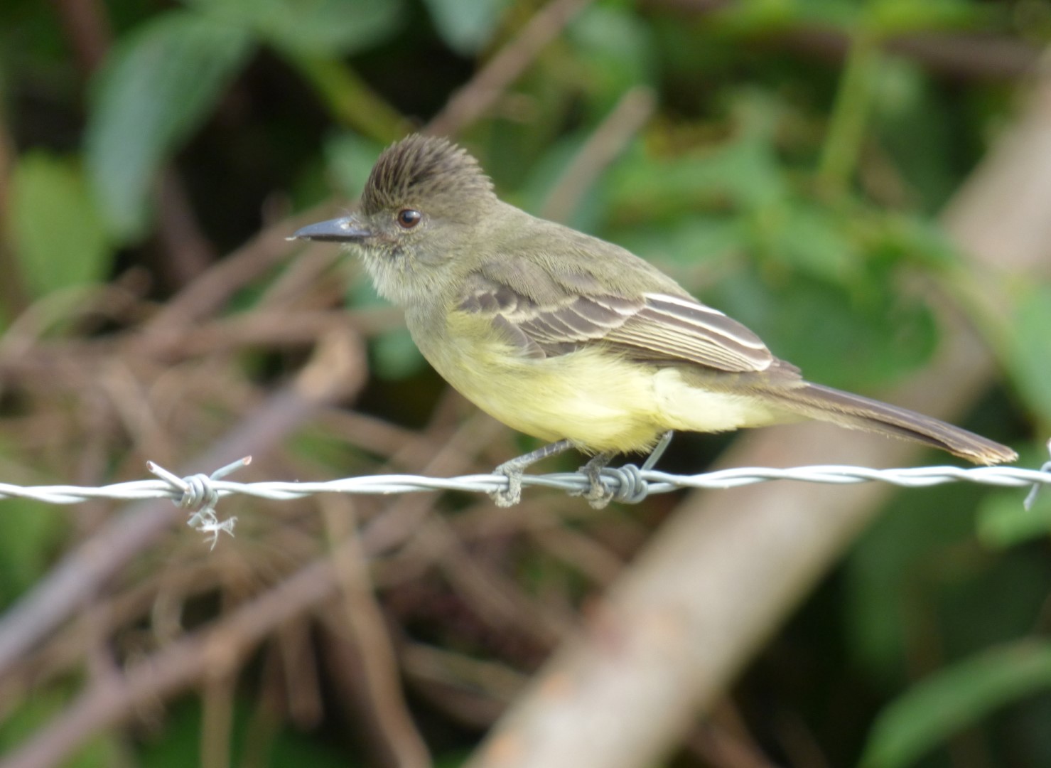 Apical Flycatcher