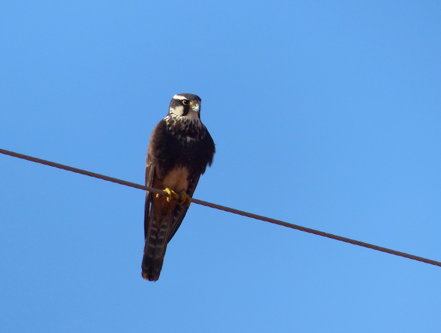 Aplomado Falcon