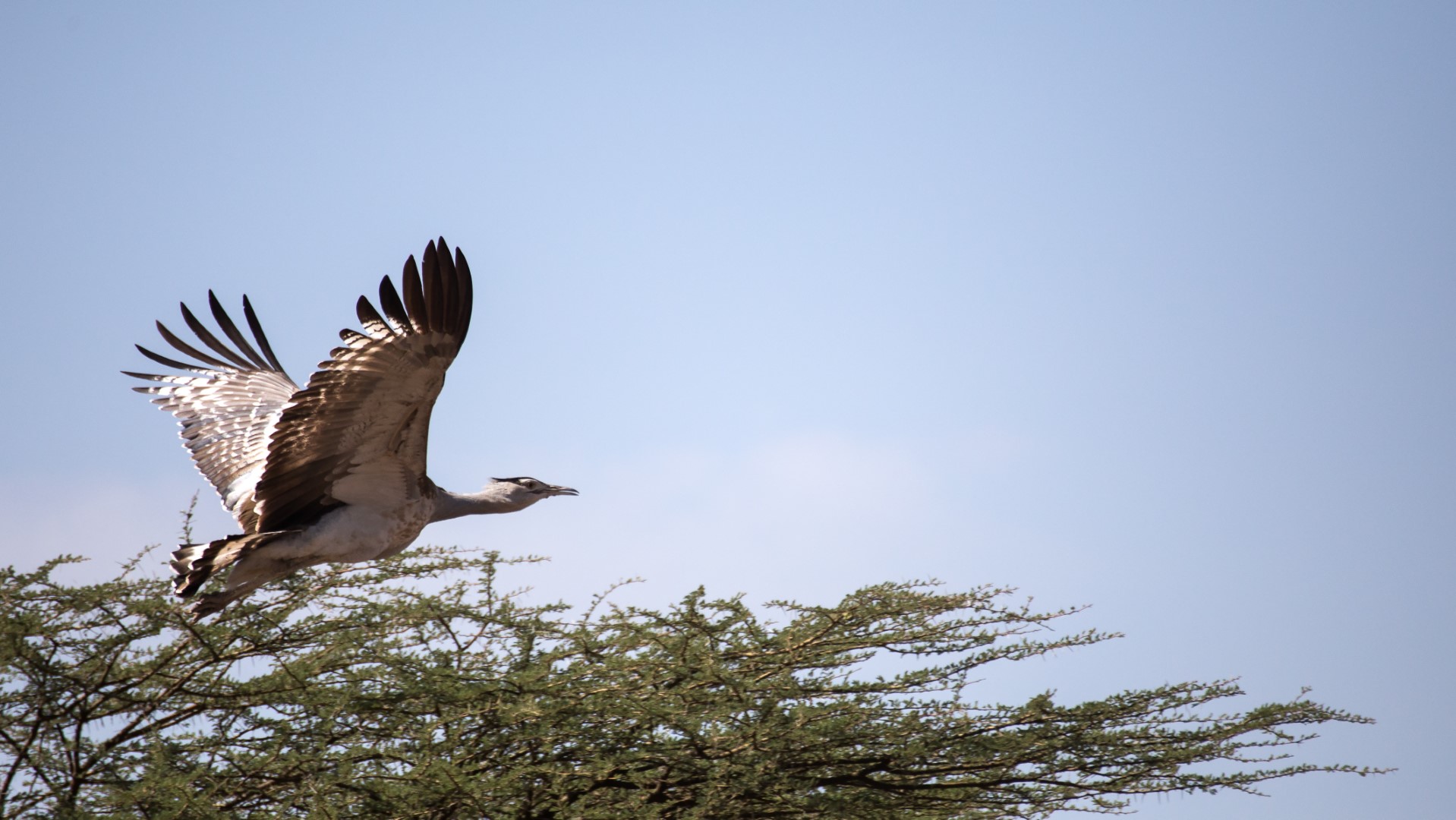 Arabian Bustard