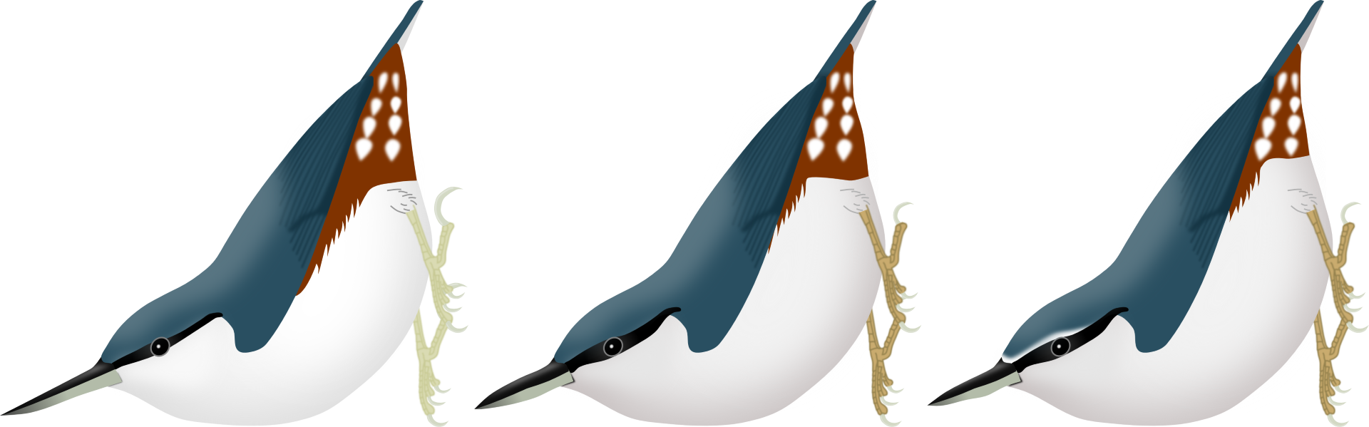 Arctic Nuthatch